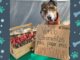 Heartwarming Tale: Brave Pup Sells Treats to Fund Lifesaving Chemotherapy