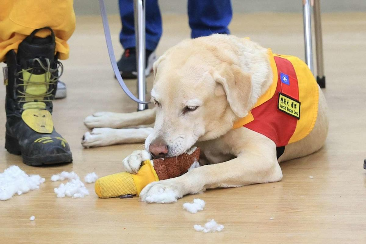 Dog ‘Too Friendly’ for Police Academy Wins Hearts During Taiwan ...