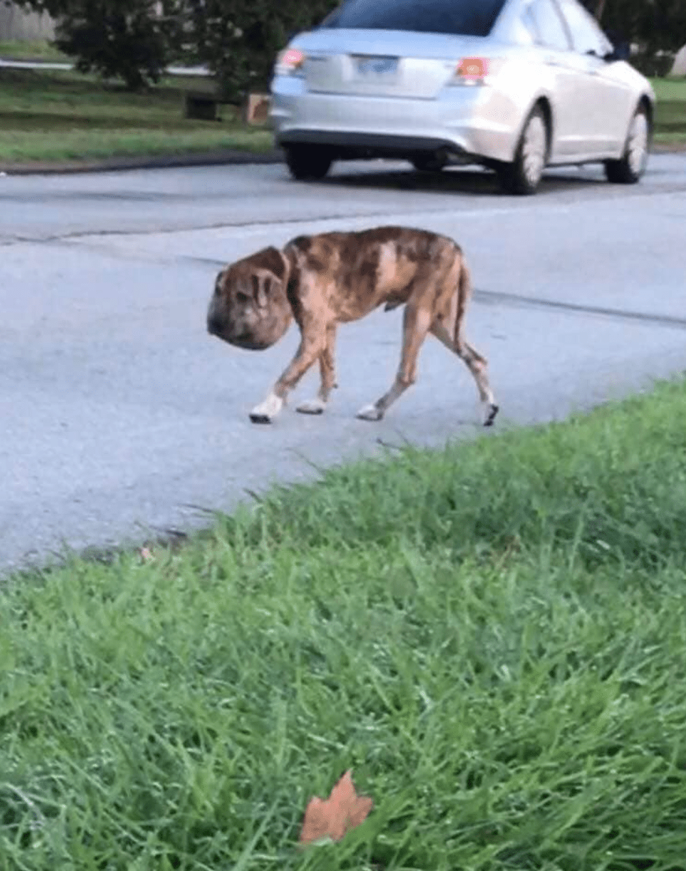 dog-1-65