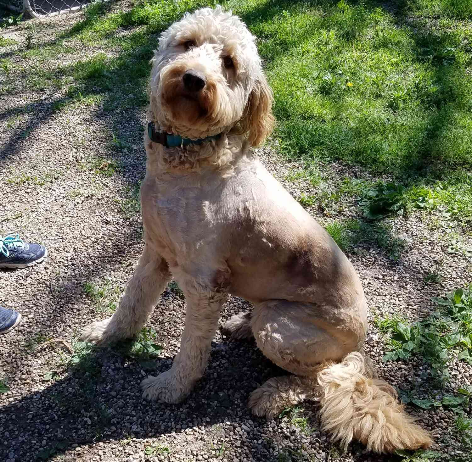 dog4145